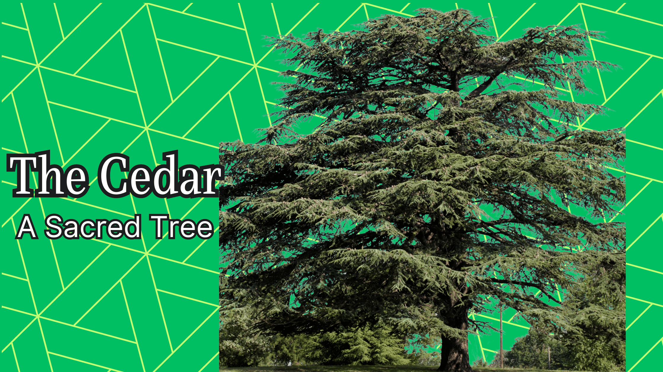 The Cedar 