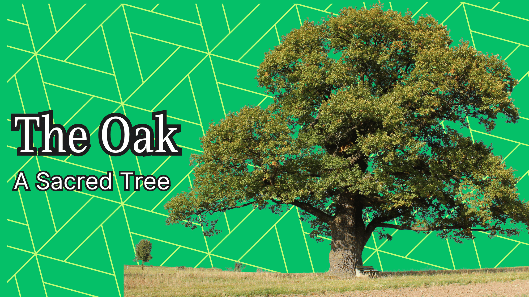 The Oak a Sacred Tree